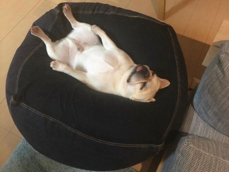 人以外もトリコに!?【無印良品】「可愛すぎる！」「サ活におすすめ」生活を楽にするアイテム4選