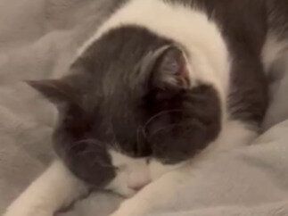 飼い主さんのお布団で寝落ちしちゃったネコちゃんがかわいすぎる！気持ちよさそうにお手々をピーン