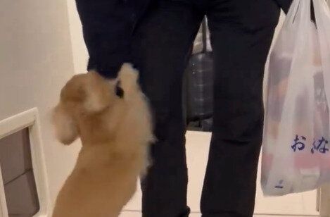 ドアの前でしっぽをフリフリする愛犬　出張から帰宅したパパを全力で出迎える姿に「愛を感じる」