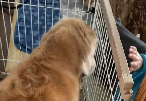 むだ吠えを怒られたゴールデン・レトリバー。目線をそらして歩きだし、家族に「告げ口するように甘える」