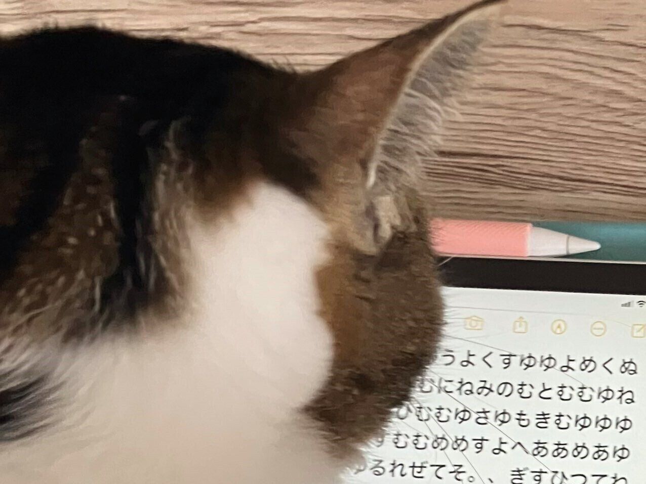 ネコちゃんただ今お仕事中!?「邪魔しちゃいけないな」とためらうほど真剣な後ろ姿に13万件のいいね