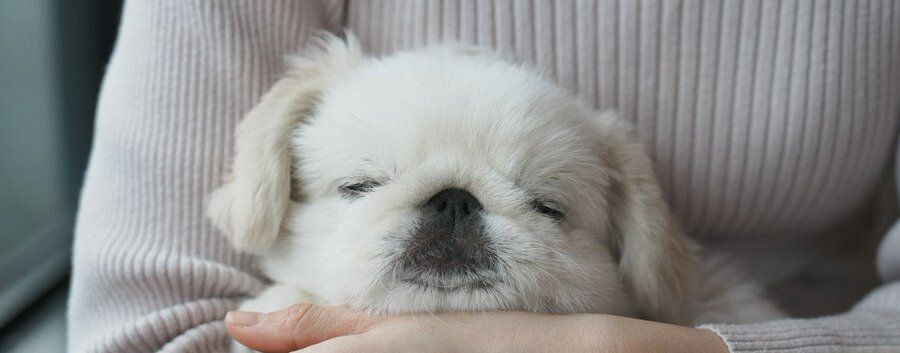 生まれて初めて犬が入れるカフェに入店！「実家でくつろぐような安心感」で爆睡する姿に2.6万人の「いいね」が集まる