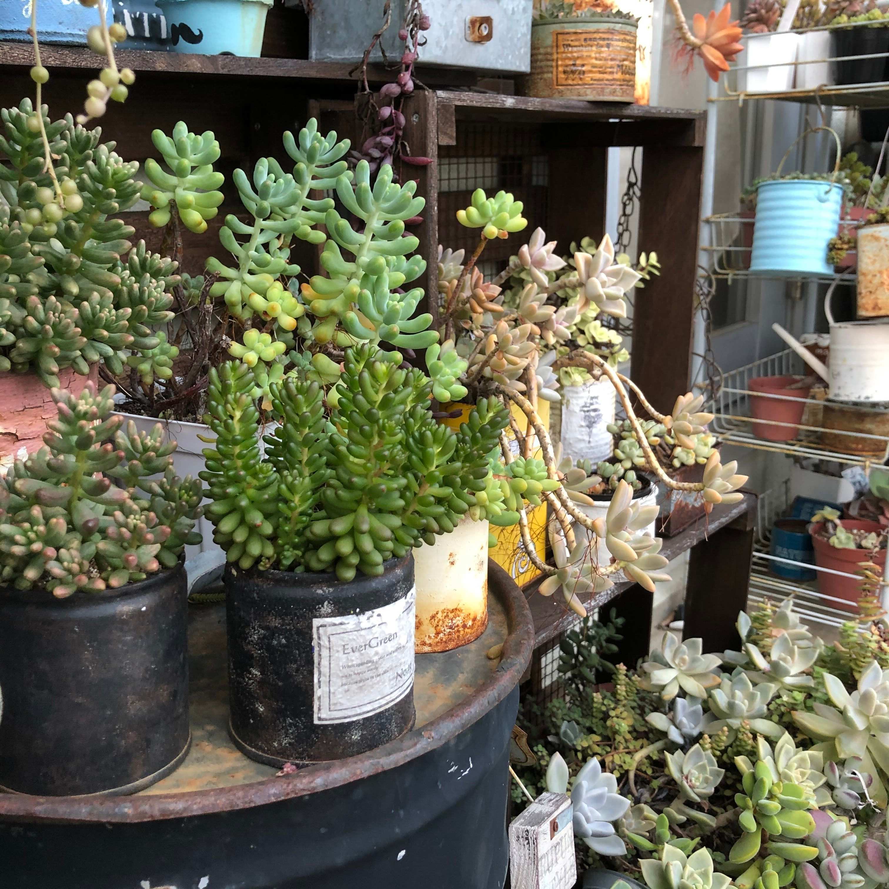 【多肉植物】初心者さん必見！知っておくと安心の「多肉植物の夏越し」基本ポイント3選