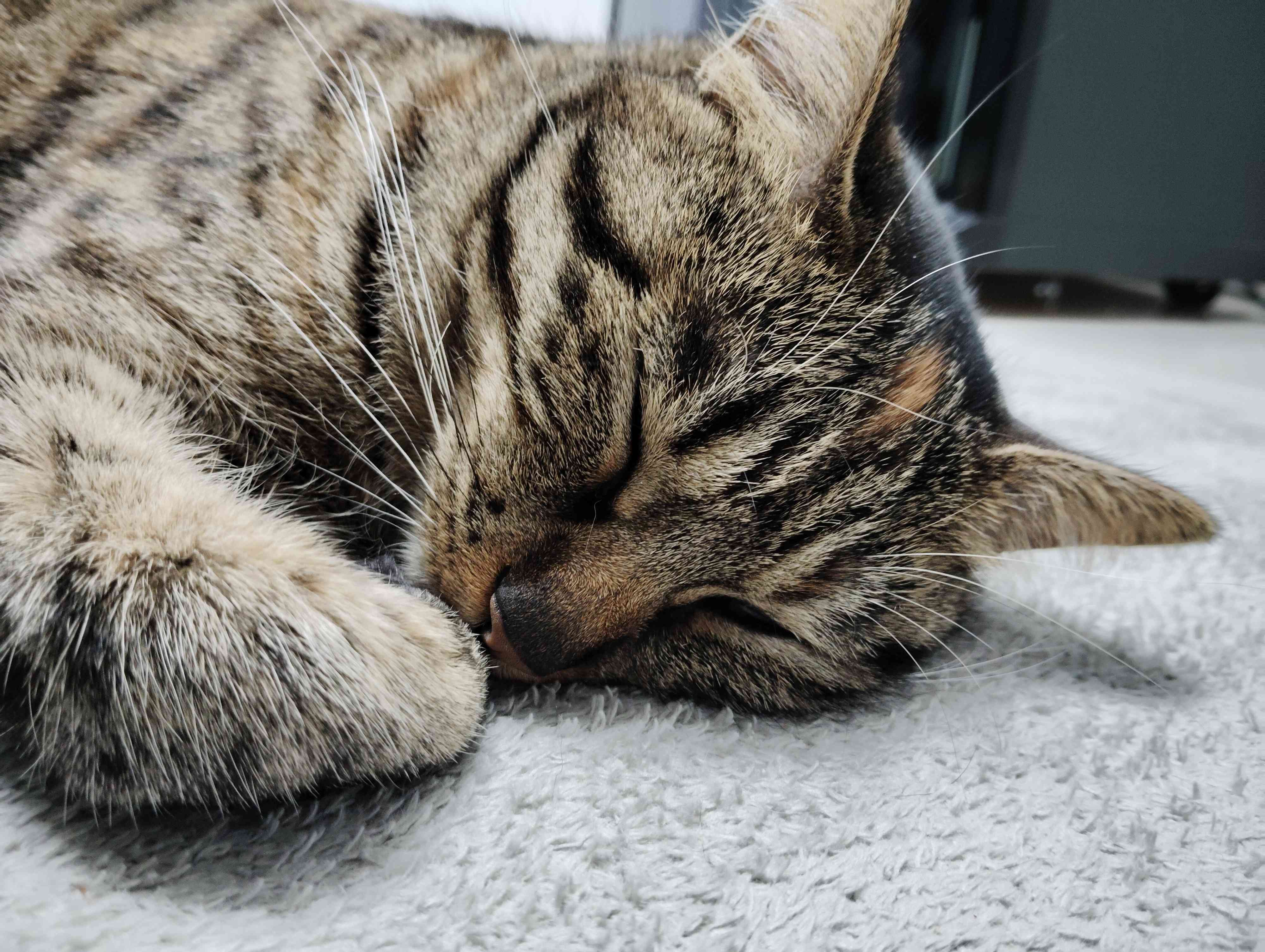 ペットとの暮らしで我が家が使っている便利グッズ2選