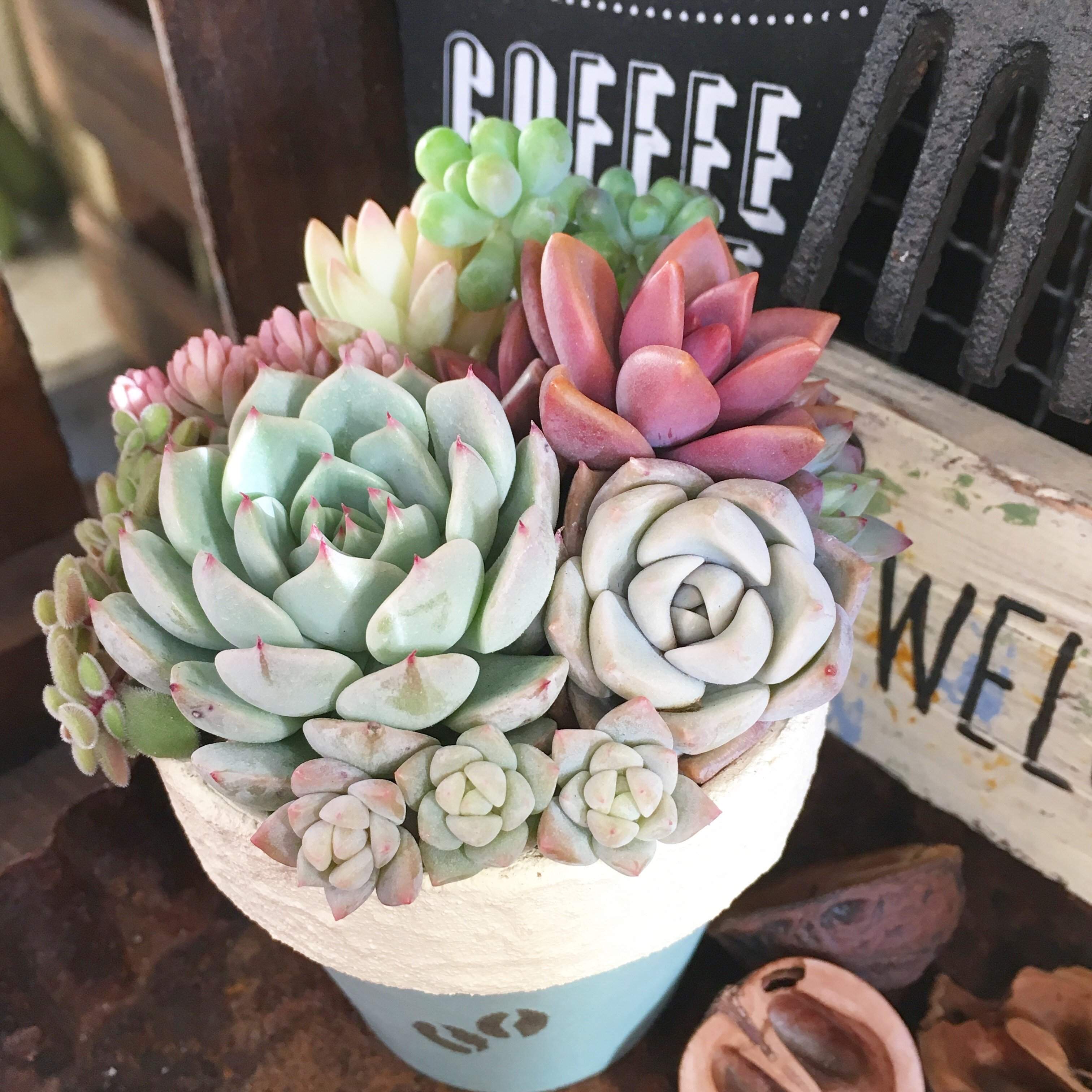 【多肉植物】絶対やめて！多肉歴10年のマニアが「梅雨〜夏に寄せ植えをしない理由」3選