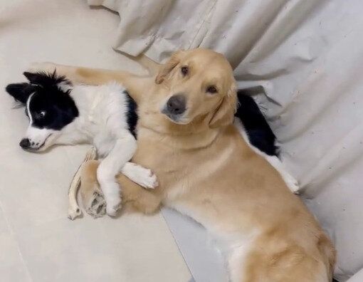「まるで犯人確保」飼い主が部屋に戻ると、ボーダーコリーがゴールデンレトリバーにガッチリ捕獲されていた