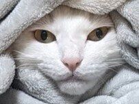 「すっぽり被せたはずなのに」毛布の隙間から覗く小さな顔がかわいすぎて、誰もが目を奪われる!?