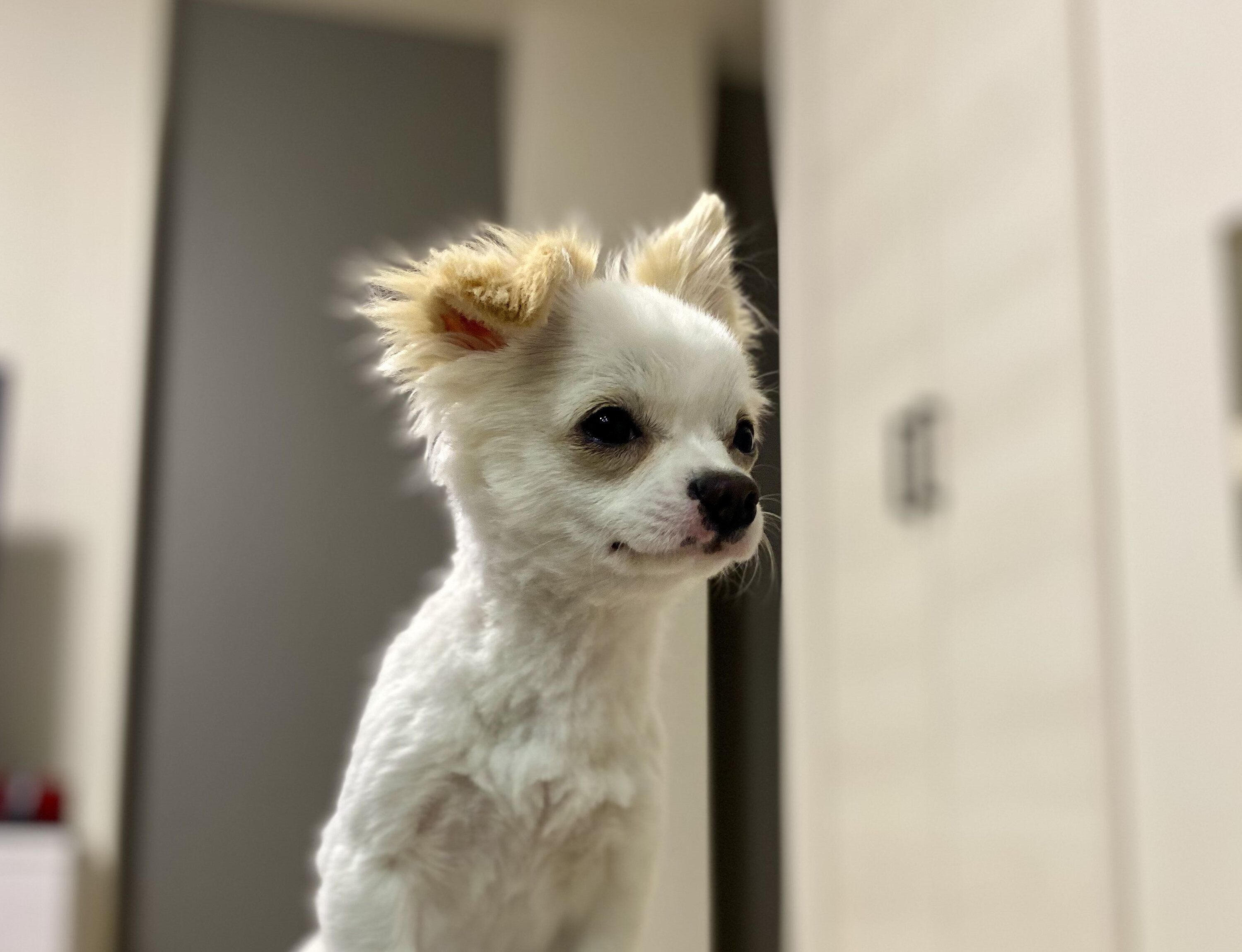 「誰か助けて～」愛犬の毛を自宅でカットし、後悔する飼い主さんの叫びに「かわいいから大丈夫」励ましの声