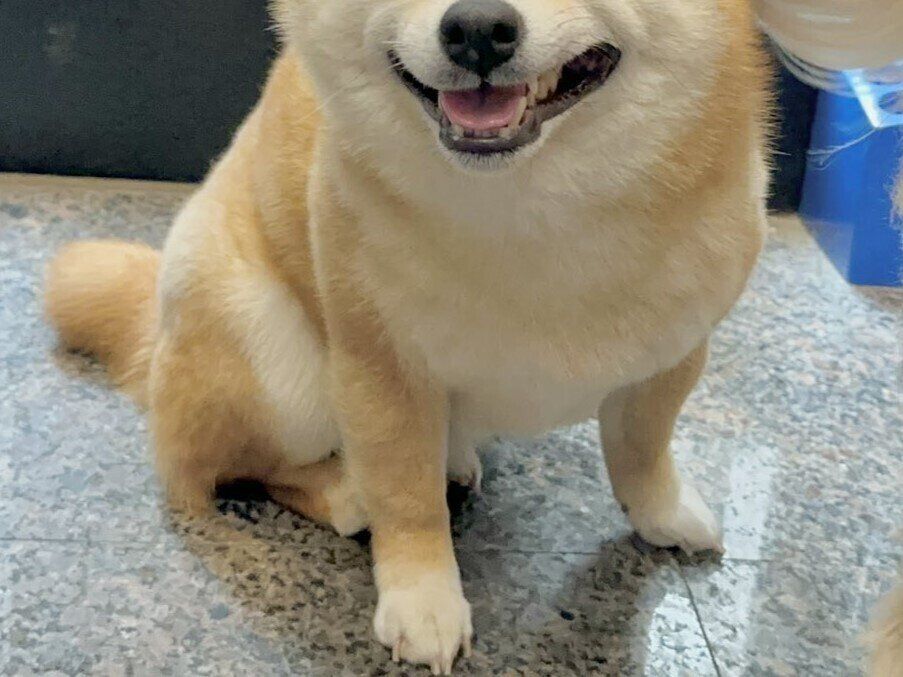 ゴールデンレトリバーにしっぽでペチペチされた柴犬。驚くどころかニッコリ笑顔で2.4万人が癒やされた