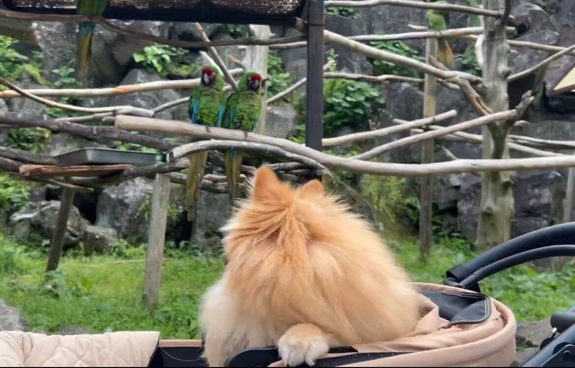 見慣れない鳥に思わず三度見！分かりやすく驚く愛犬の様子に「美しい三度見」「かわいすぎて泣けます」の声