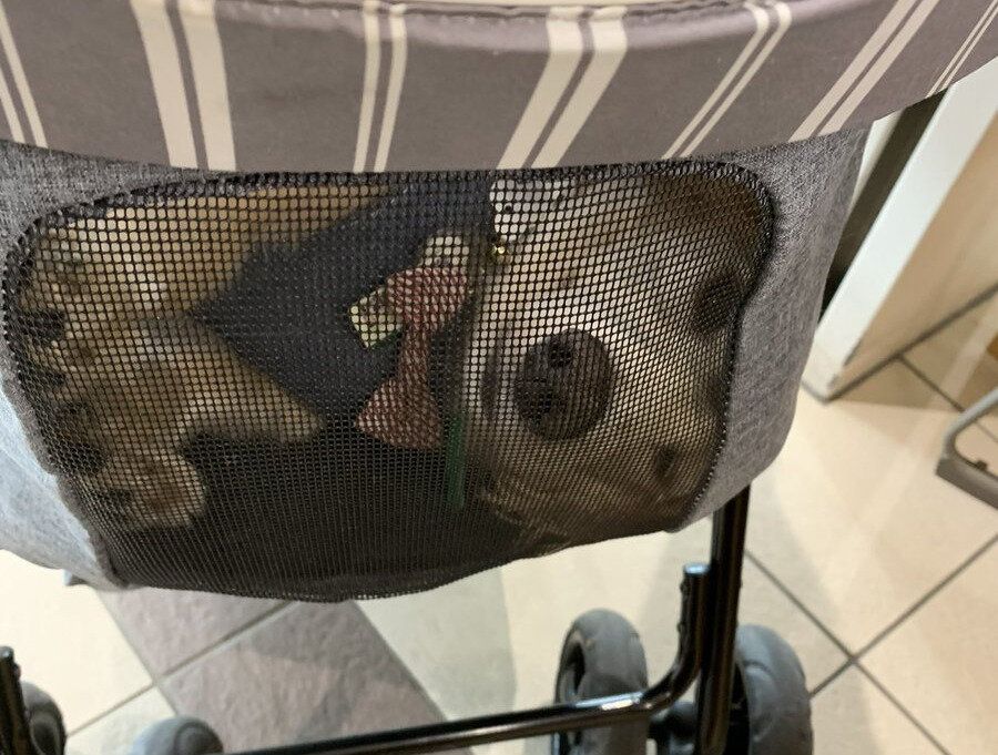 市役所の窓口で笑われた犬。飼い主がカートを見ると、網目の向こう側で予想外の角度からこちらを見ていた