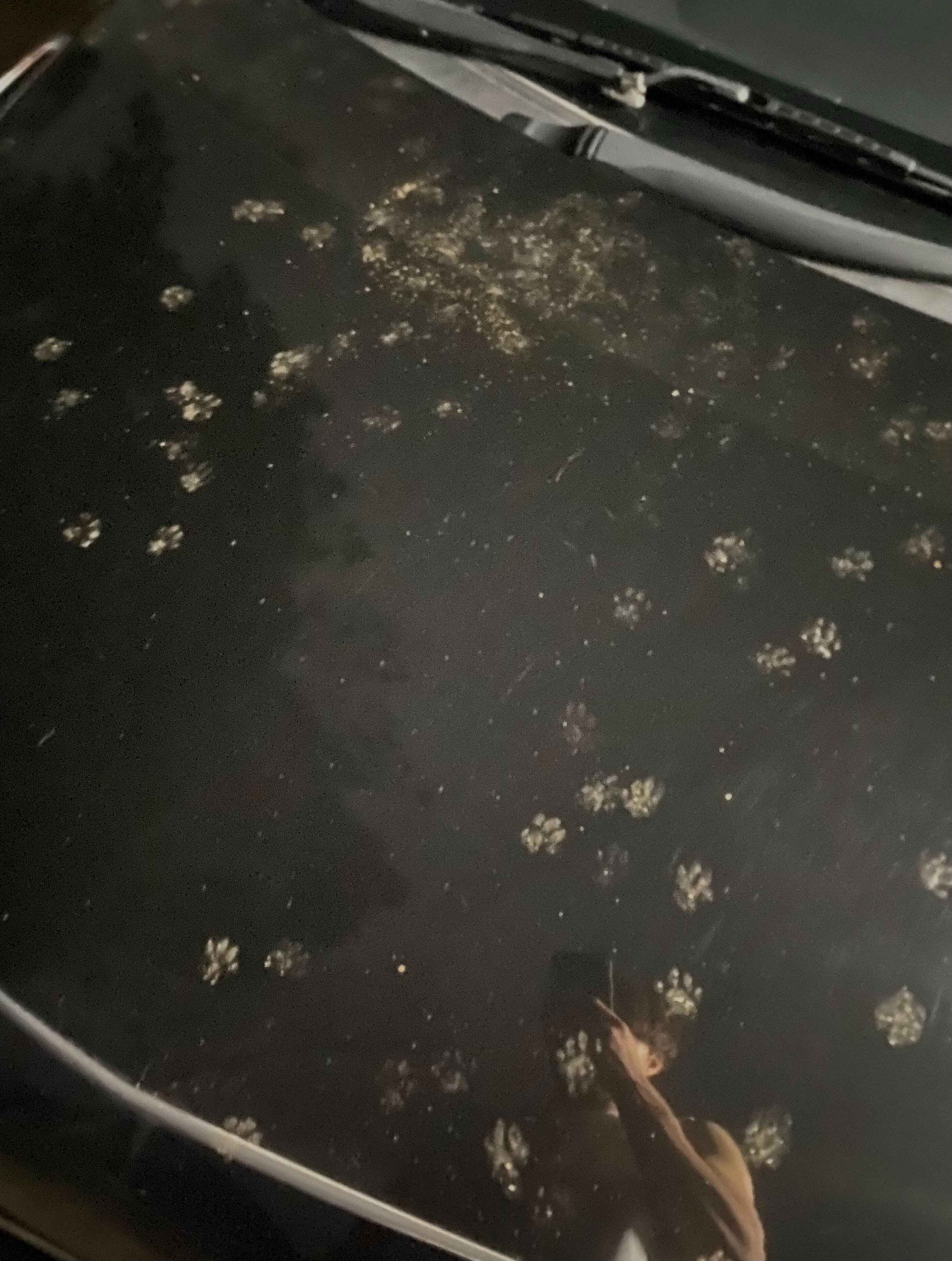 洗車直後の車が何者かの足跡まみれに⁈そのキュートな痕跡に「かわいいけど困りますね」「立派な足跡」の声集まる