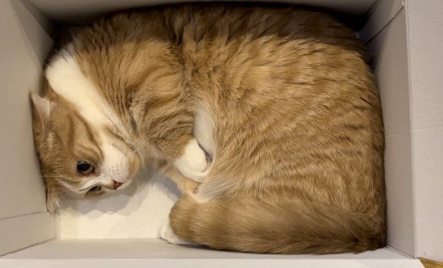 絶対に爪を切られたくない！お手入れの準備を始める飼い主さんを見て、逃げ出した愛猫が「きれいにハマってる」