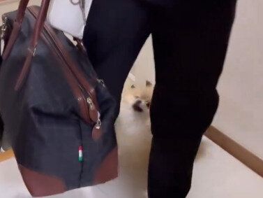 大興奮の回る毛玉!?パパの帰宅がうれしすぎるポメラニアンのクルクルに5.9万人が癒やされる