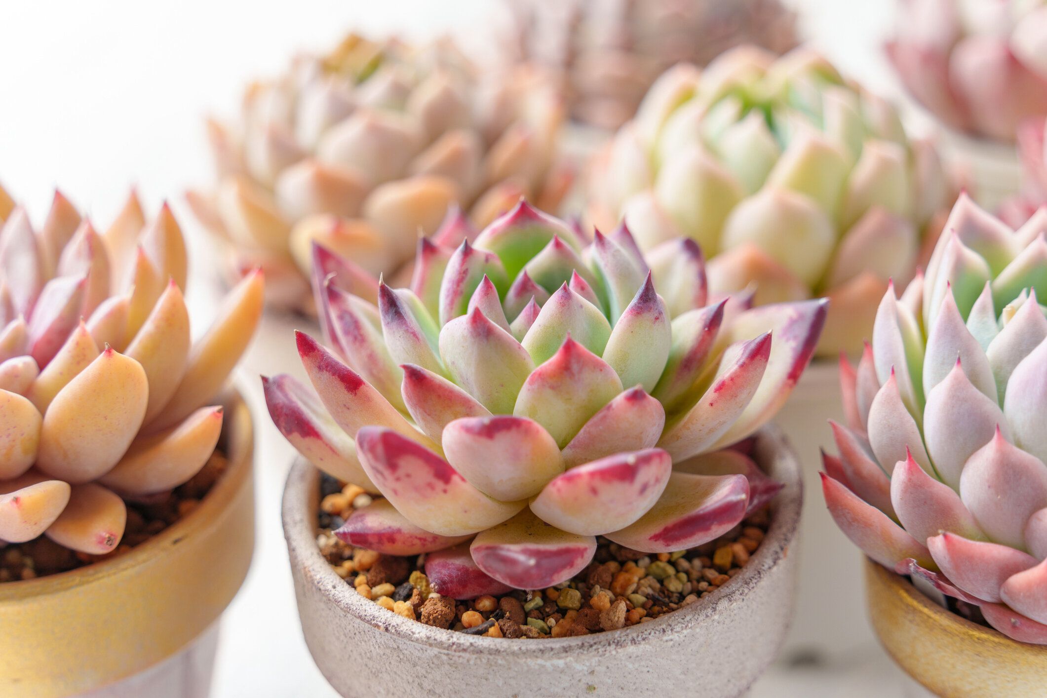 エケベリアの魅力を徹底解説！育て方と初心者におすすめの品種紹介