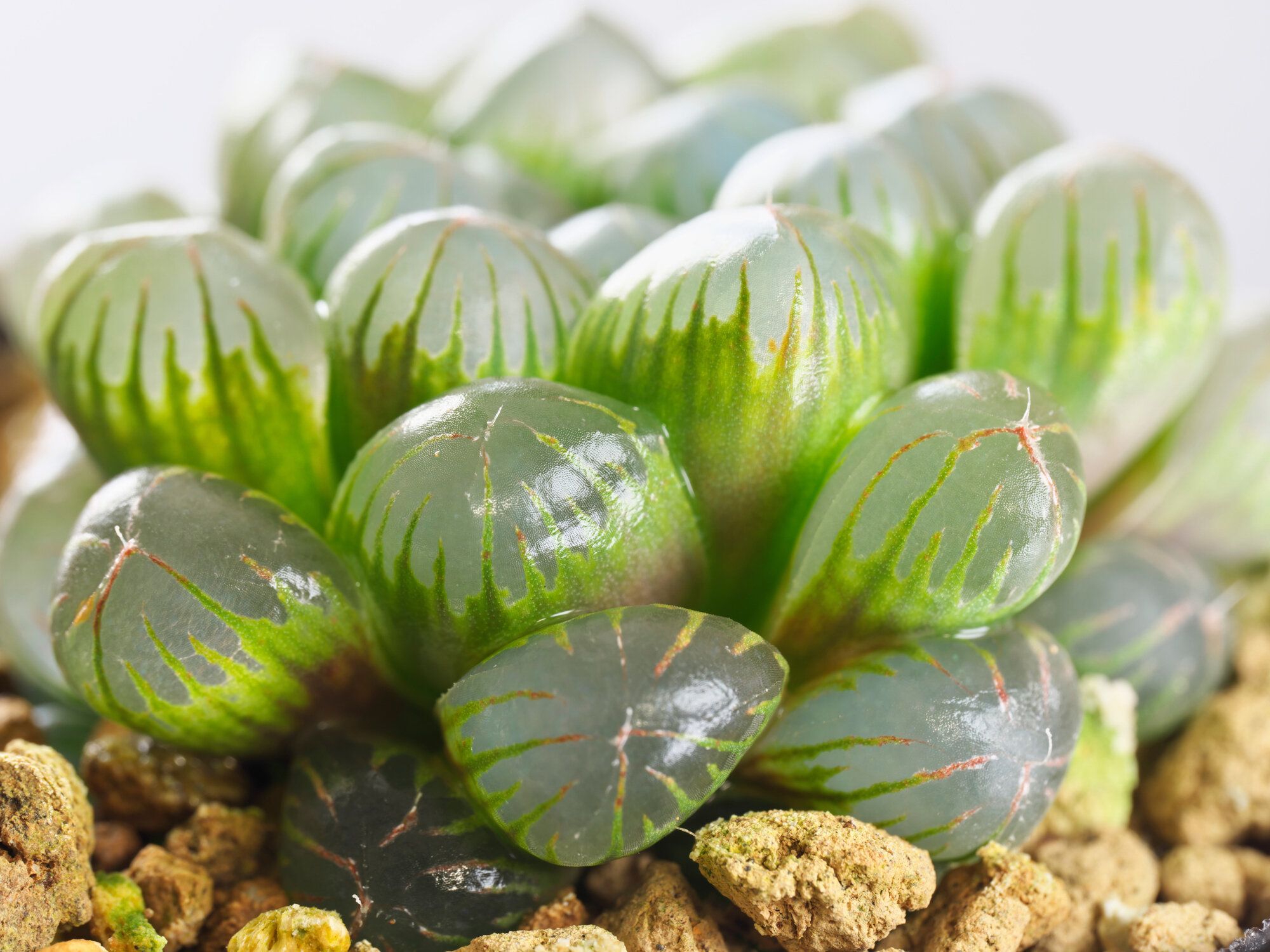 オブツーサの魅力とは？初心者も安心の育て方と選び方おすすめ品種5選