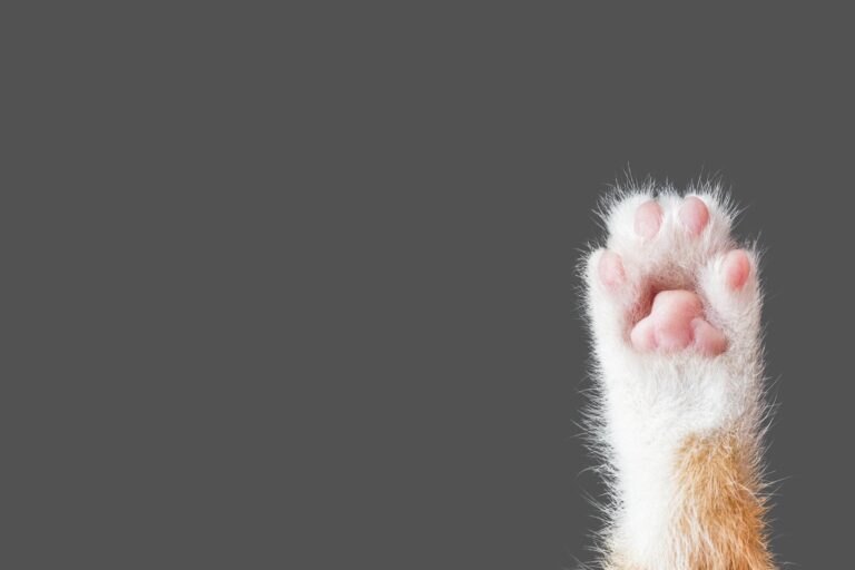 目の前に消しゴムを置くと弾き飛ばす愛猫が可愛すぎる！素早い猫スマッシュに「卓球選手？」「たまらん」の声