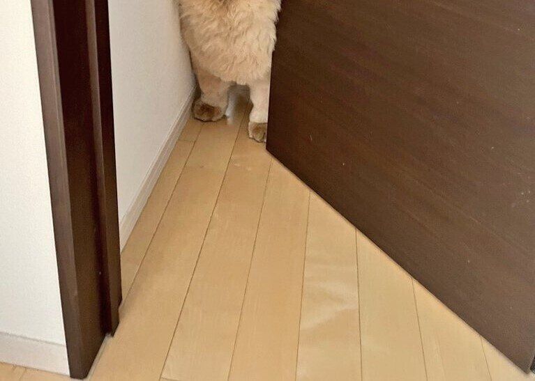 家のなかでオットセイのような鳴き声が聞こえる!?様子を見に行くと、困っているのに笑える光景があった