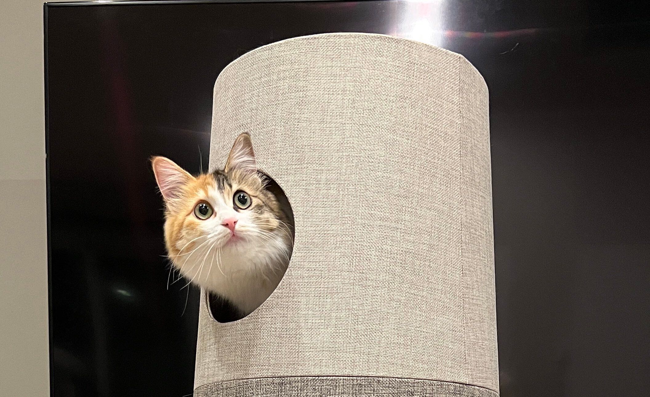 キャットタワーがまるで「しいたけの原木」!?にゃんこがニョキニョキ生えている姿に「これは豊作、収穫しないと」の声