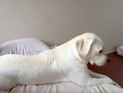 飼い主をチラ見しながらベッドに寝そべる犬、無意識にしっぽを振り何かを連打！しっぽの先にあるものとは