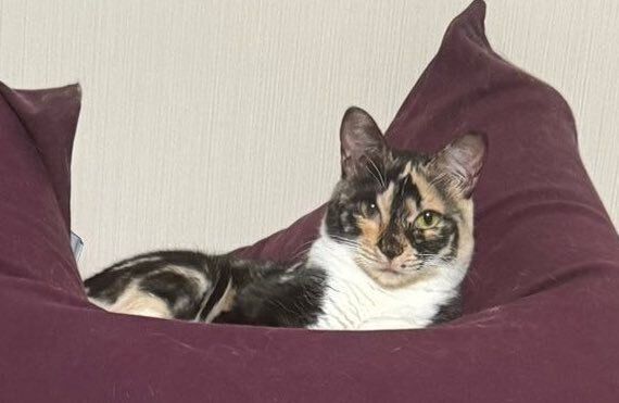 驚異のバランス感覚とジャンプ力！立てた細長いビーズクッションの上でくつろぐにゃんこに6.4万件のいいねと「さすが猫様」の声