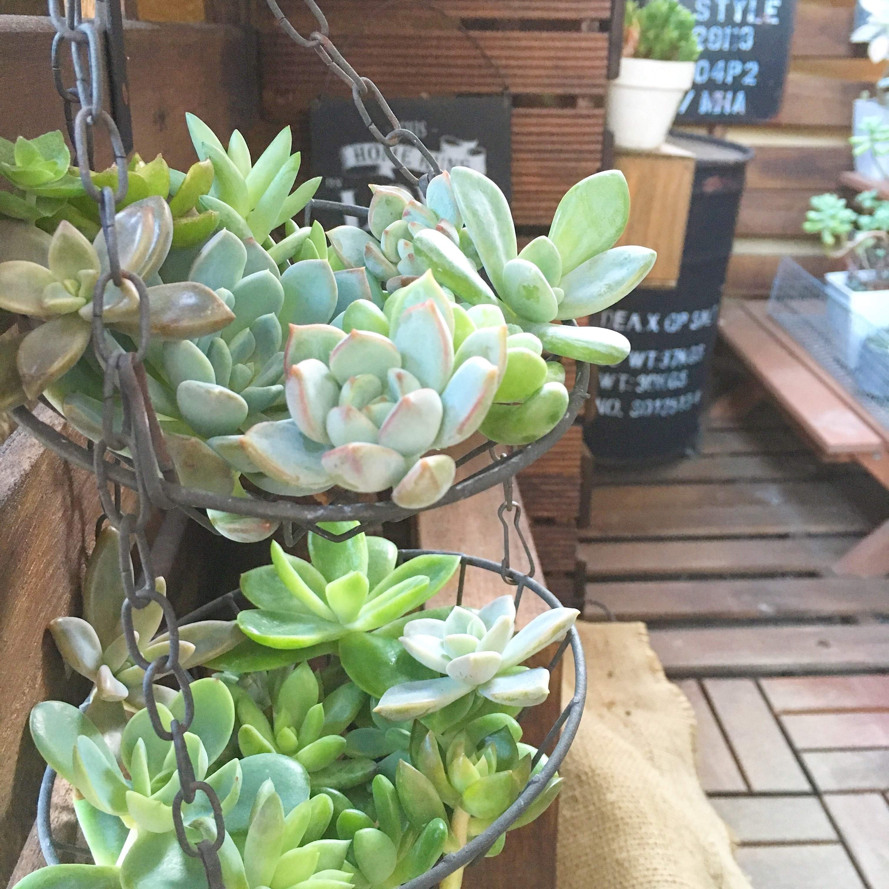 【多肉植物】あわてて買って大後悔！涼しくなるまで待つべき品種をマニアが厳選！