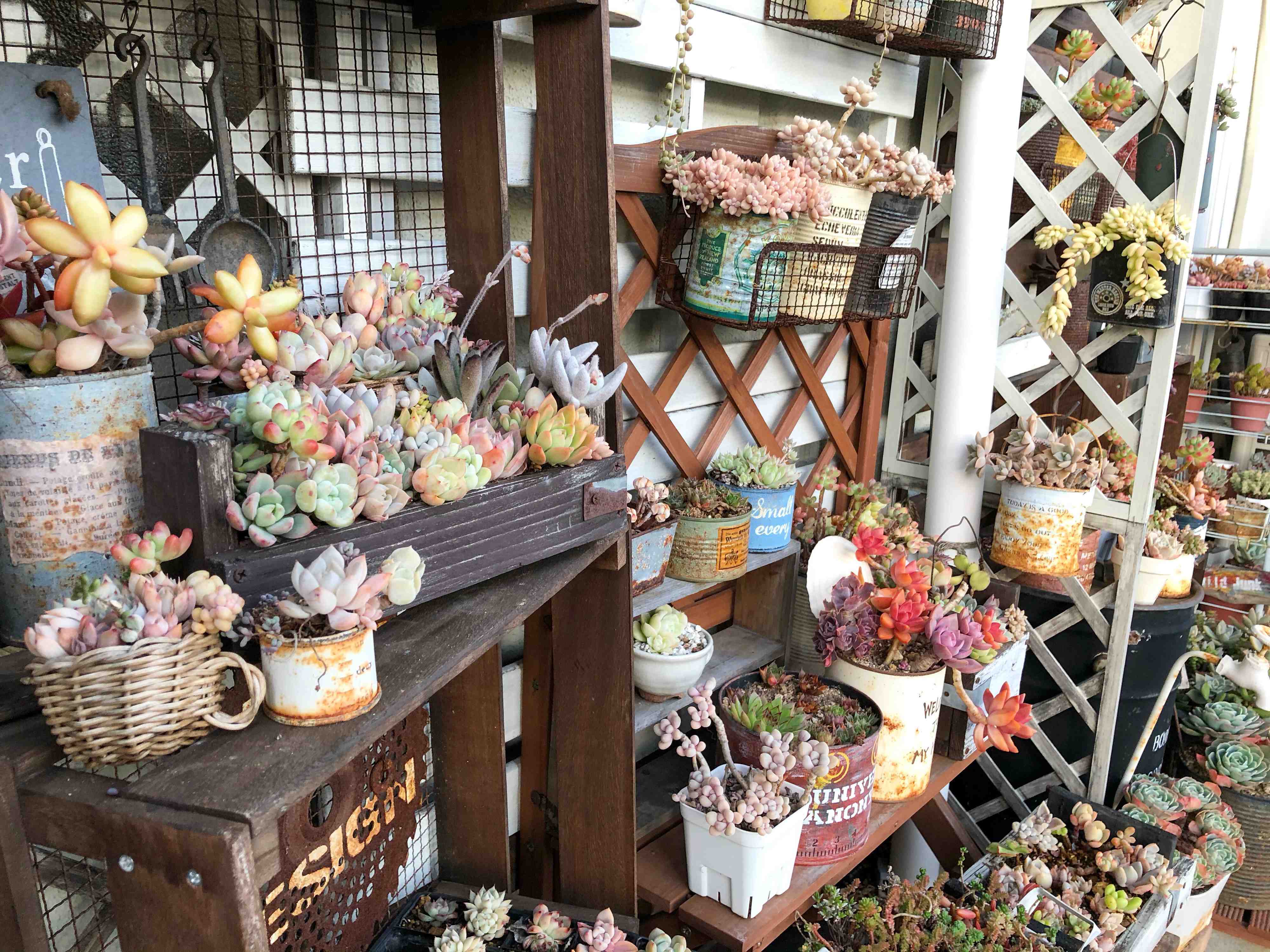 【多肉植物】いよいよシーズン入り！多肉デビューで手に入れたいおすすめの品種3選