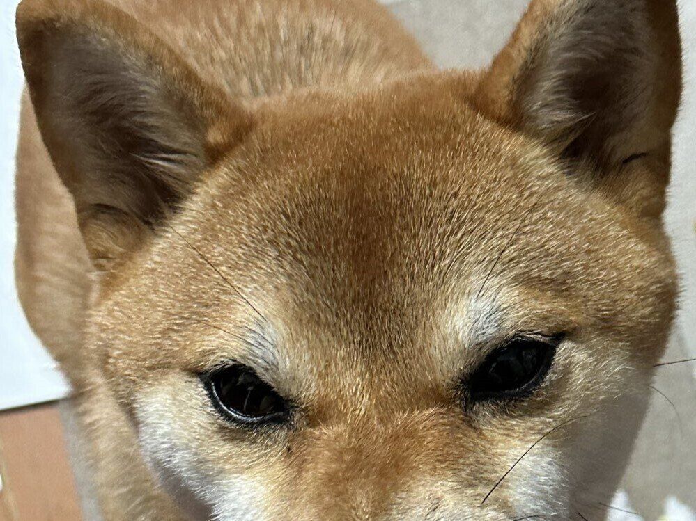 「文字が読めているのでは？」動物病院からの手紙をビリビリに破壊するワンコに17万件のいいね