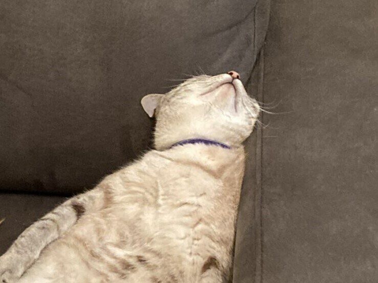 ソファで仰向けになるニャンコ「寝ているのかな？」顔を覗き込むと予想外すぎる表情で20万人がびっくり！