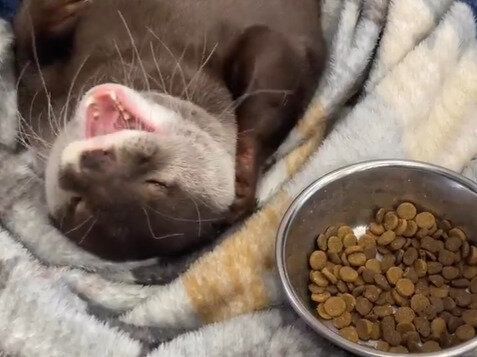 「うちのお父さんにそっくり」布団にくるまって寝転がる“ずぼら”なカワウソの動画にかわいいの声