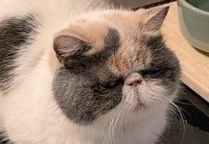 IHクッキングヒーターの上が大好きなにゃんこ。くつろぐ姿を見守りながら「カレー温めたいんですけど」と投稿する飼い主に、「飼い主の心が温められている」の声