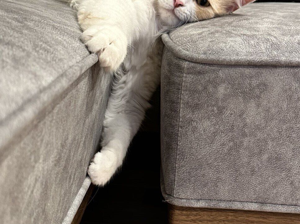 ソファの隙間に挟まったニャンコ。そのままリラックス？な人間味のある表情がかわいすぎる