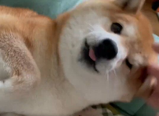 「まだ、だいぶ距離がありますよ」なでられる前から興奮が止まらない犬に5万人の「いいね」が集まる