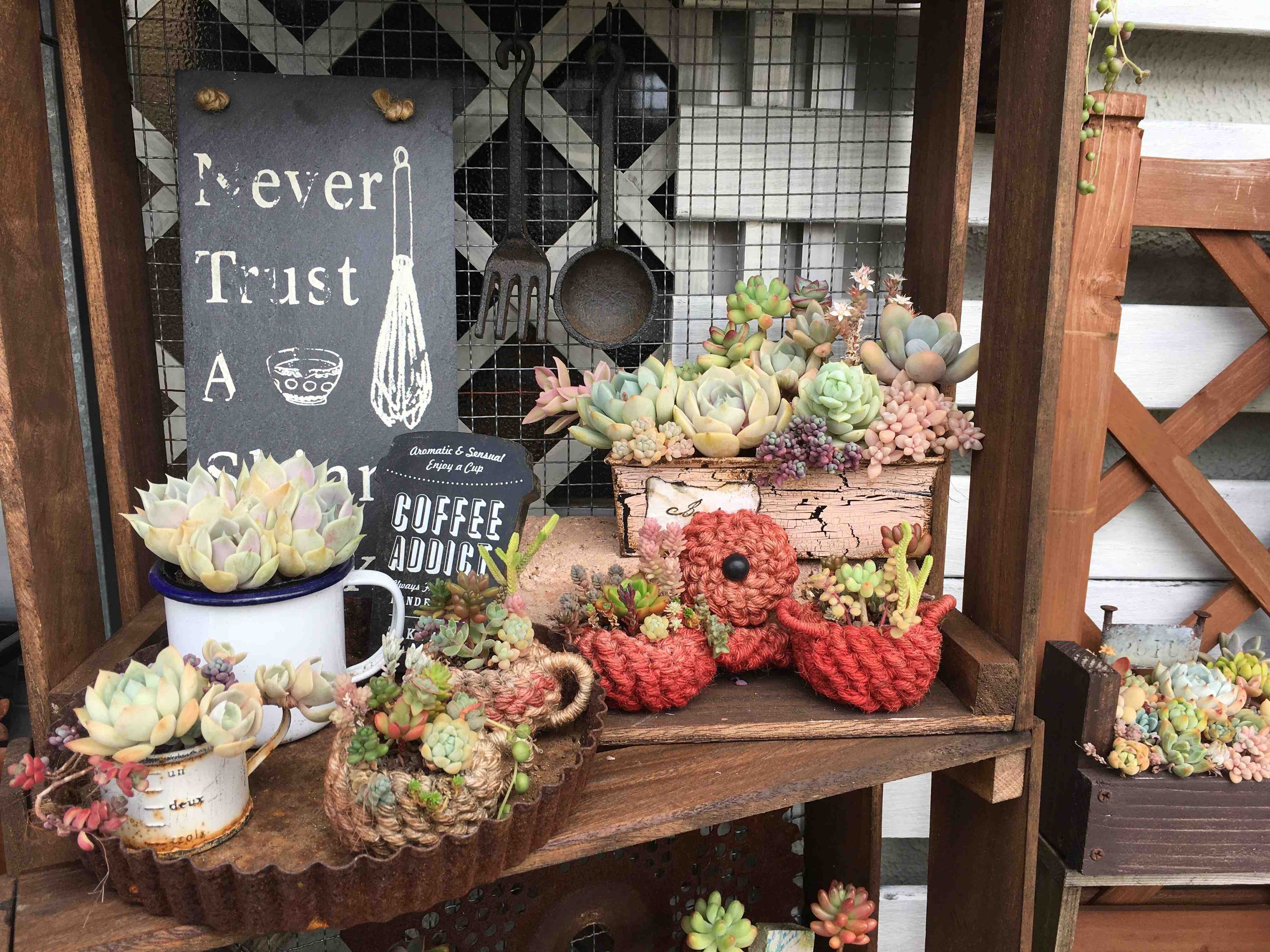 【多肉植物】狭くてもできる！団地&賃貸のベランダで楽しむ多肉植物ガーデニングアイデア