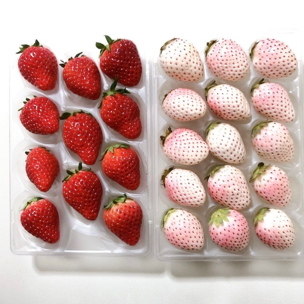 【ふるさと納税】食いしん坊家族も大満足！申し込んでよかった産地直送ご当地グルメ返礼品3選