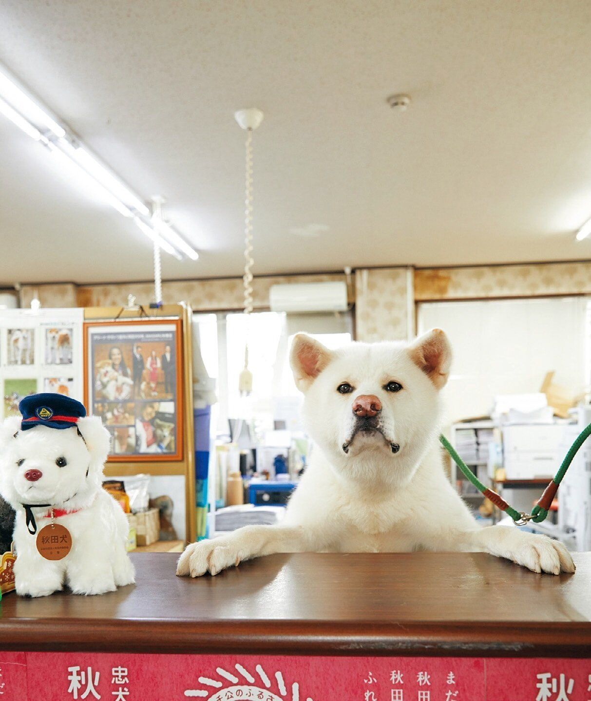 SNSで話題！もふもふがたまらない！「秋田犬の市役所」こと秋田犬保存会の犬たち