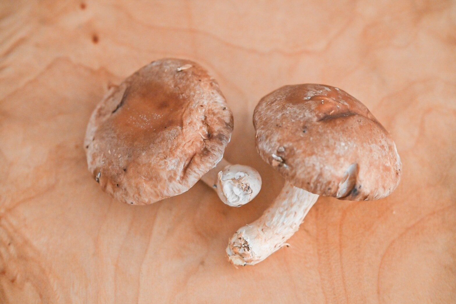 【旬食材】旨味たっぷりの「しいたけ」を使えば簡単に絶品副菜が作れるよ！おすすめレシピ3選