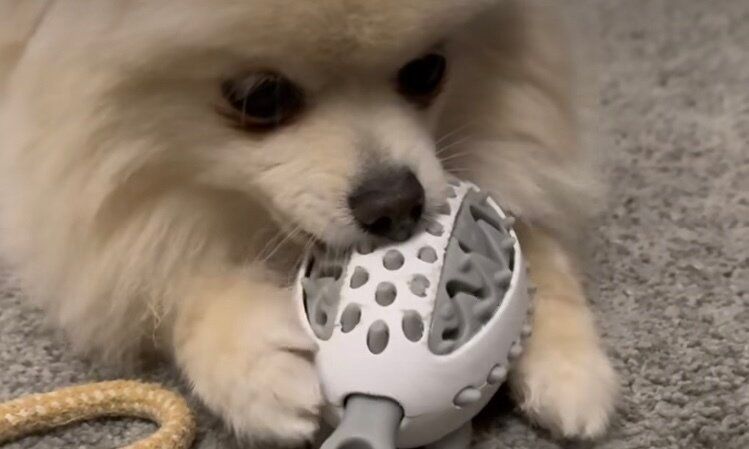 ワンちゃん大喜び！【3COINS】「ワンちゃんのお気に入り」「仲良く遊ぶ」ワンちゃんにおすすめのおもちゃ！