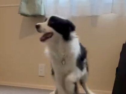 飼い主さんといっしょにモデルウォークをするボーダーコリーが賢くて格好いい！楽しそうな姿に2.9万いいね