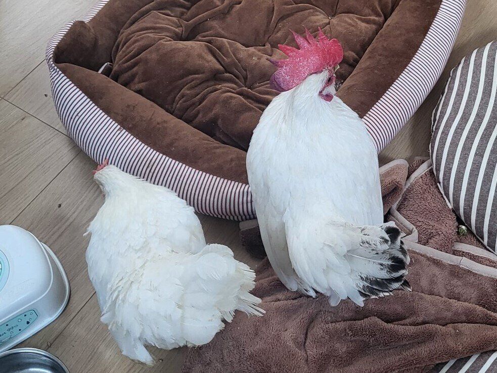 なぜそこで産んだ…？室内飼いのニワトリが産卵した場所があまりに無防備すぎて5.8万人が反応