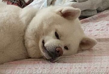 ベッドで眠る秋田犬…あるいは「イヌ科の人」!?行儀よすぎる姿に7.3万件のいいね集まる