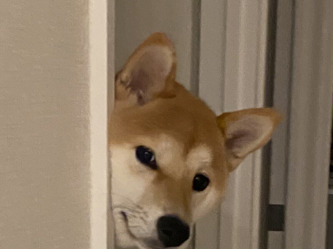 ドアを開けた瞬間、ありえない場所にワンコがひょっこり！本気で驚いたドッキリは夫と愛犬の協力プレー