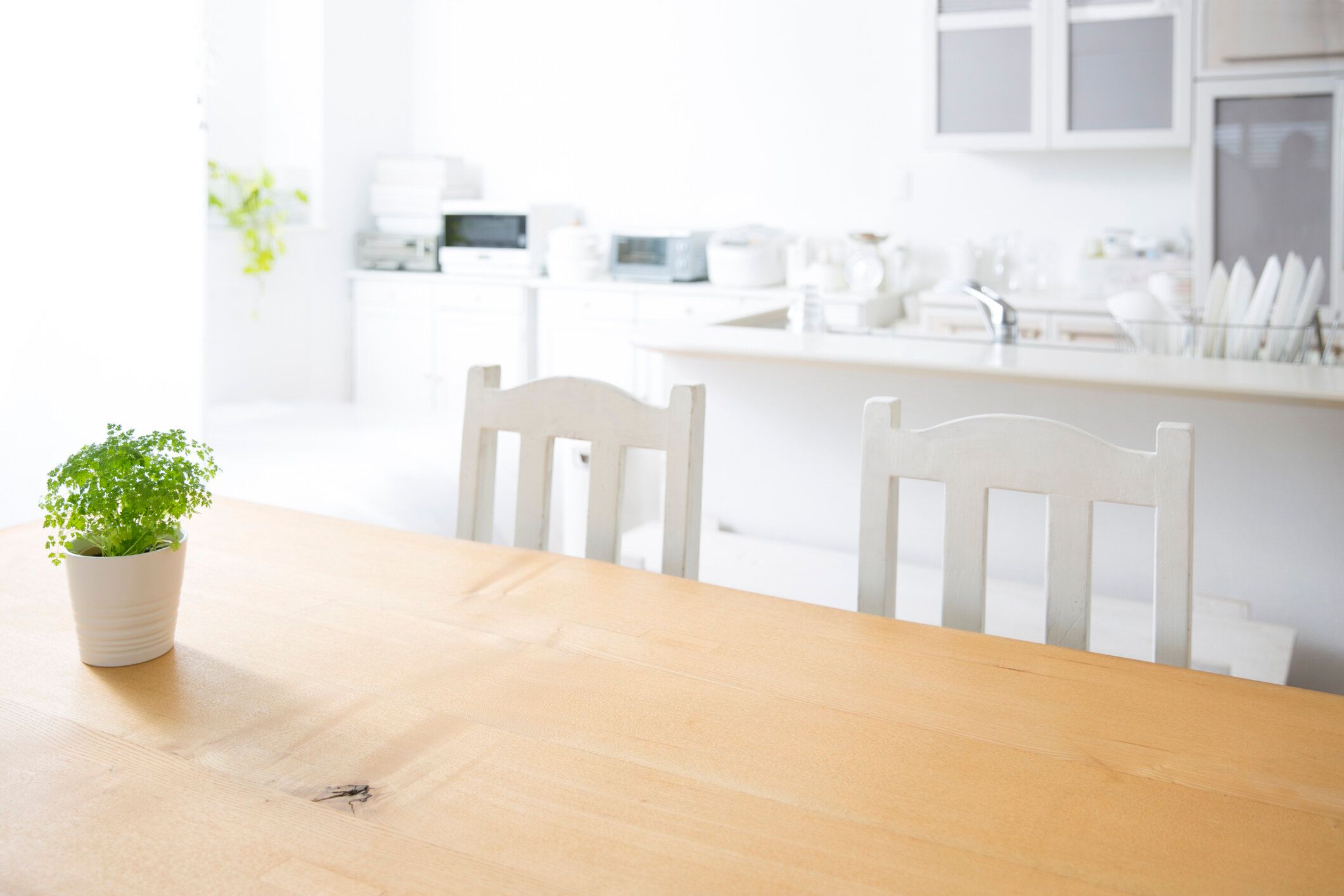 誰もいないはずの向かいの席からなにかが生えてきた?!食事中に見た愛猫の驚きの行動に4.7万件のいいね