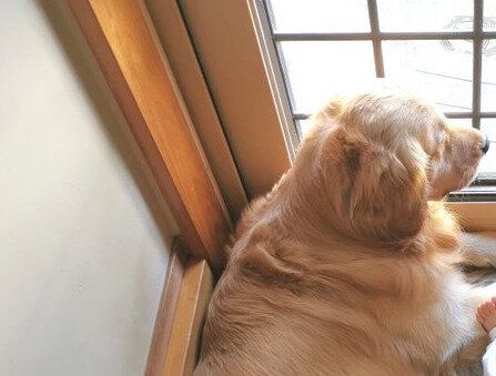 「なんか増えてきたな～！」勝手口にハマる愛犬に新しい仲間が登場。各々に感じた魅力が平和でほっこりする