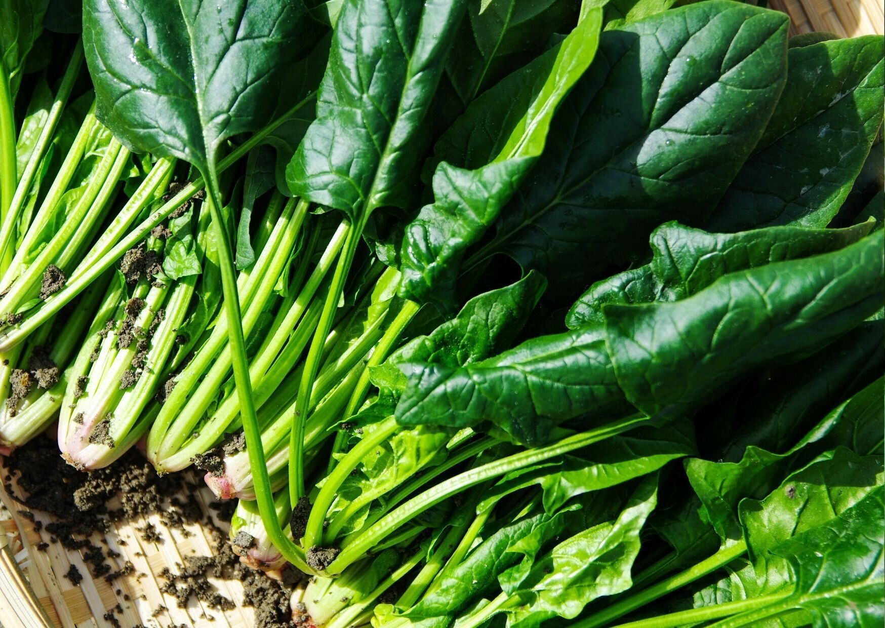 保湿しない、寝かせる、あとひとつは…？やってはいけないほうれん草の保存方法3選