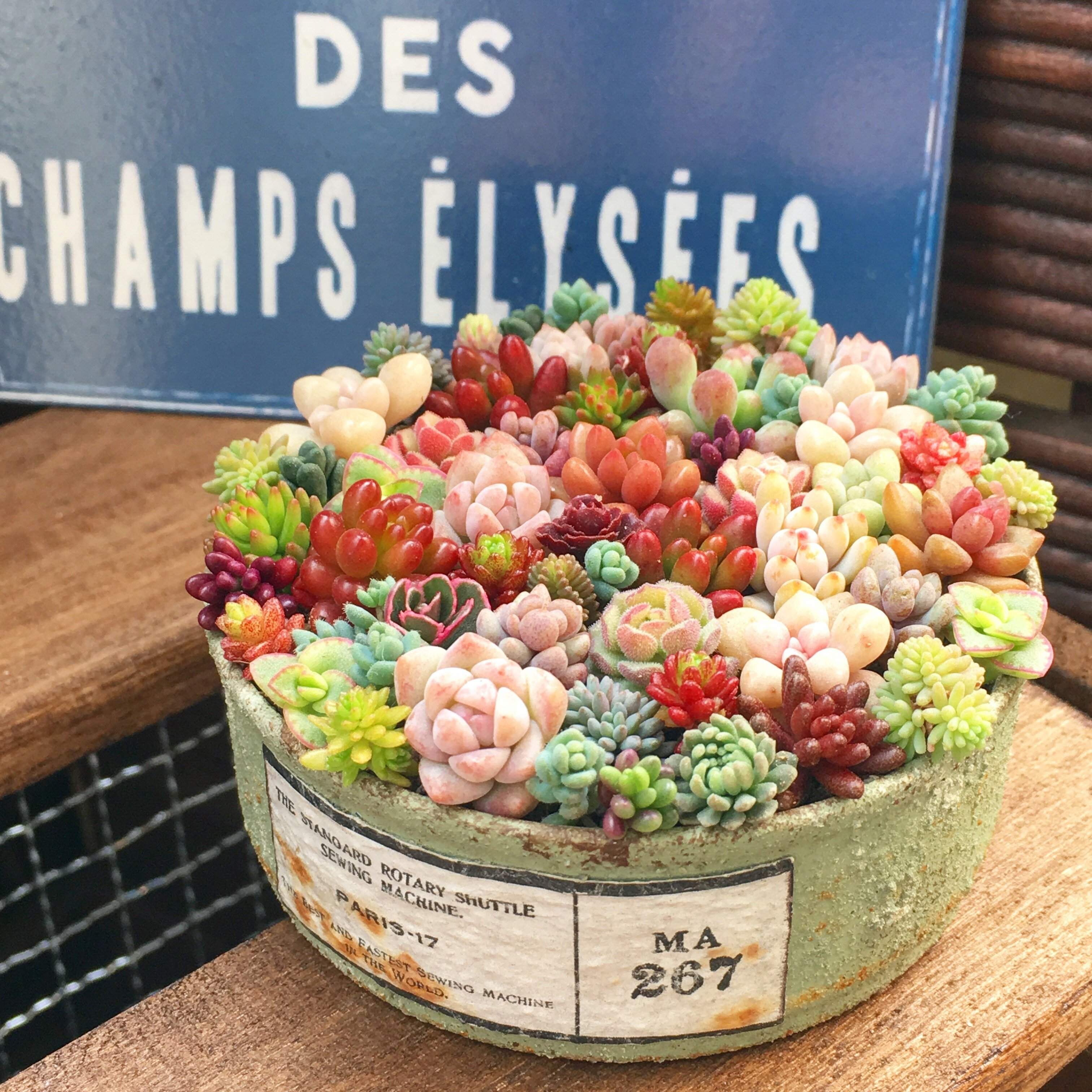 【多肉植物】初心者におすすめ！「セダム」の魅力と基本の育て方&おすすめ品種3選