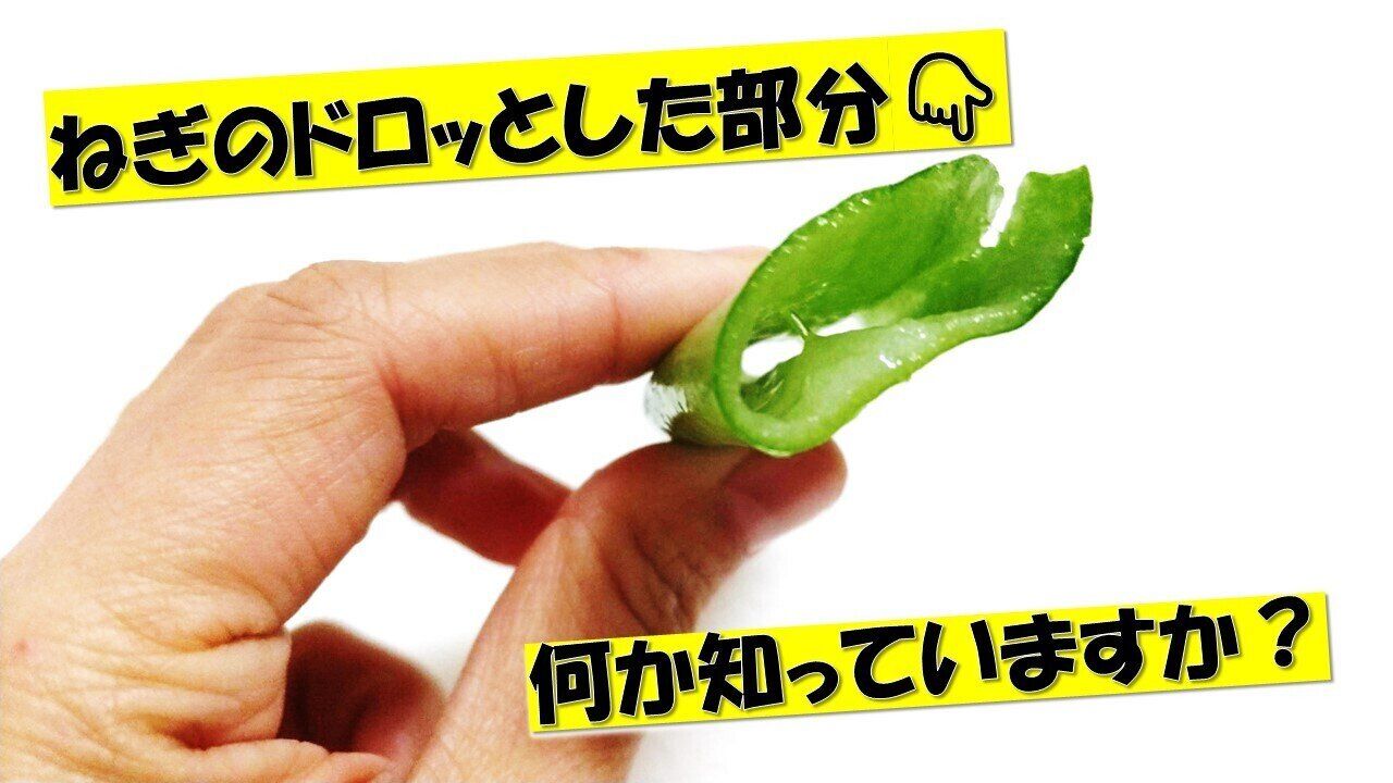 「ねぎのドロッとした部分」が出てきたら当たり⁉ねぎの栄養を丸ごとおいしく食べるポイントをご紹介！