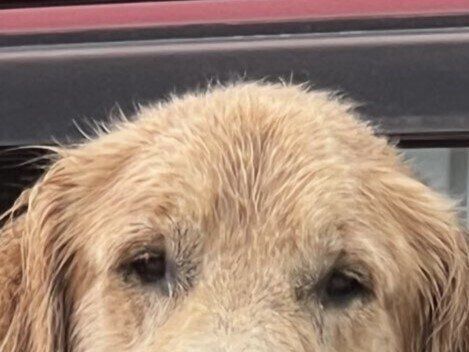 隠れておやつを食べた飼い主。見逃さないゴールデンとラブラドールの視線に5.7万いいね