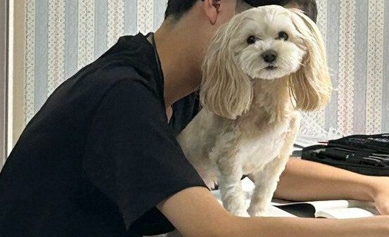 勉強中の息子の膝に乗るマルプーと、気にせず勉強し続ける息子。その様子に「尊敬します」の声と1.2万件のいいね