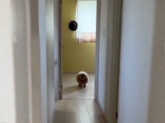 シャンプーを察したプードルに3.3万いいね。目が合っているのに落ち着いた様子で「なかったことに」